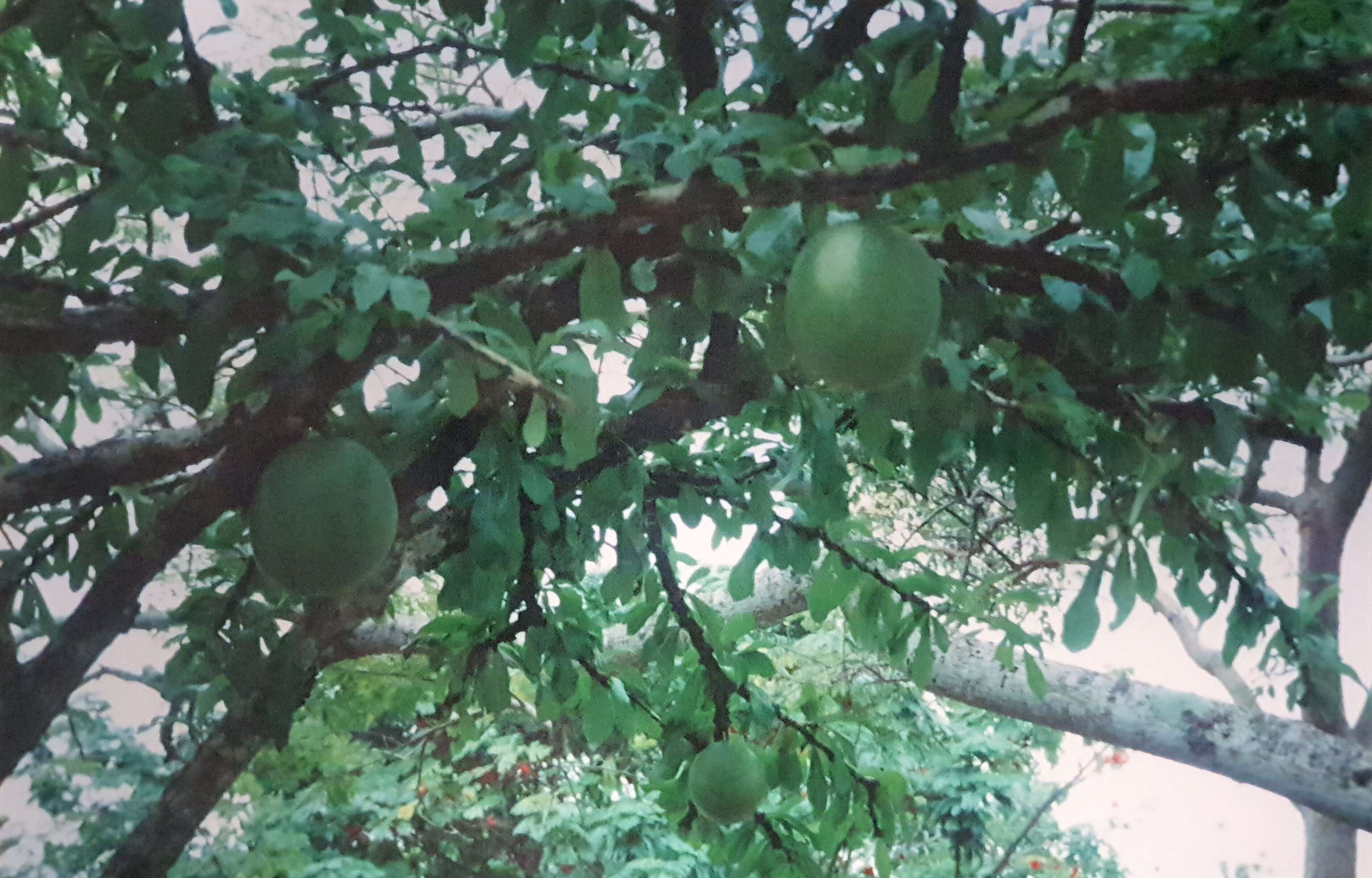 Image of Citrus Xaurantiifolia