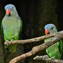 Image of Blue-rumped Parrot