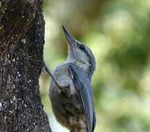 Image of Eurasian Nuthatch