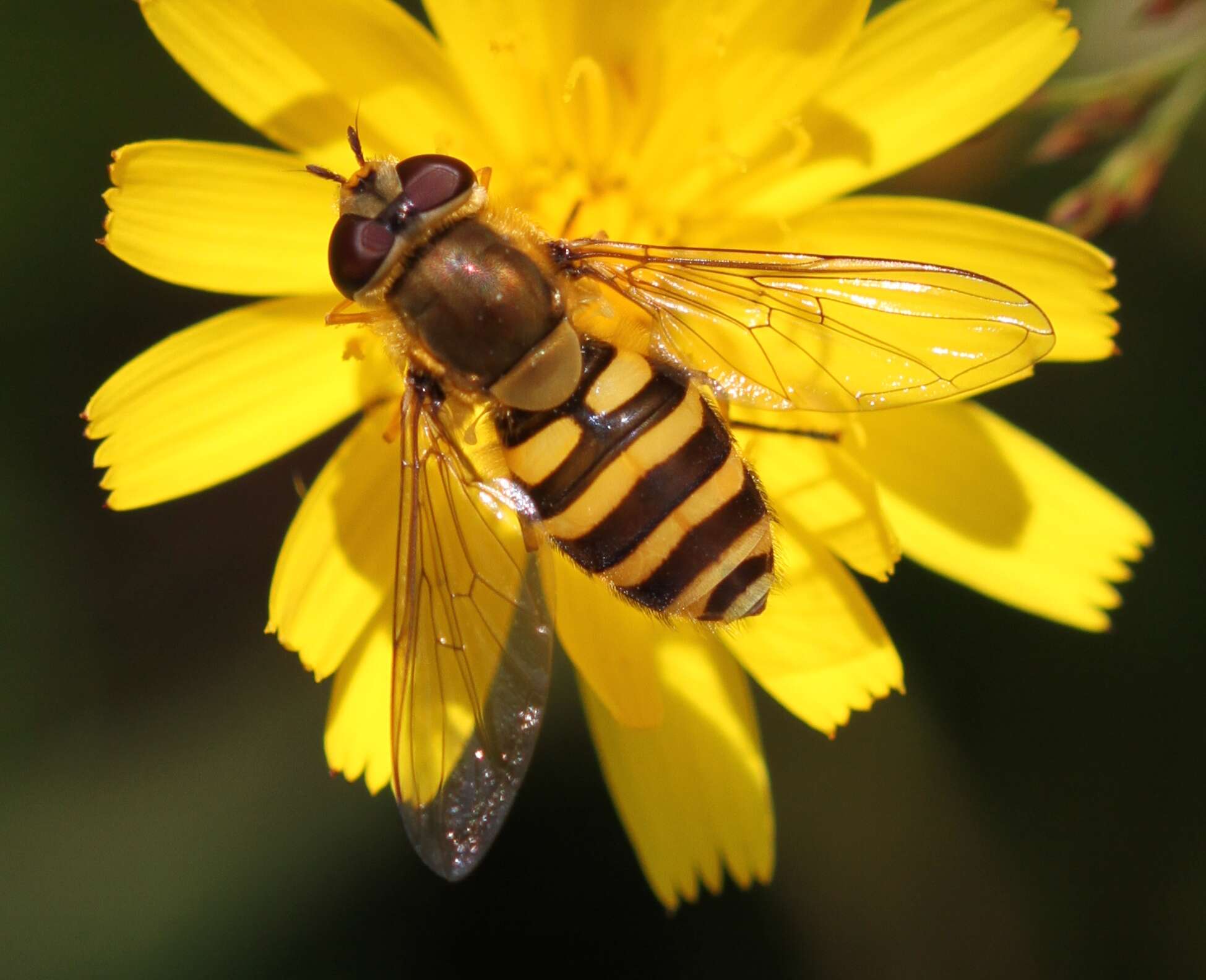 Plancia ëd Syrphus ribesii (Linnaeus 1758)