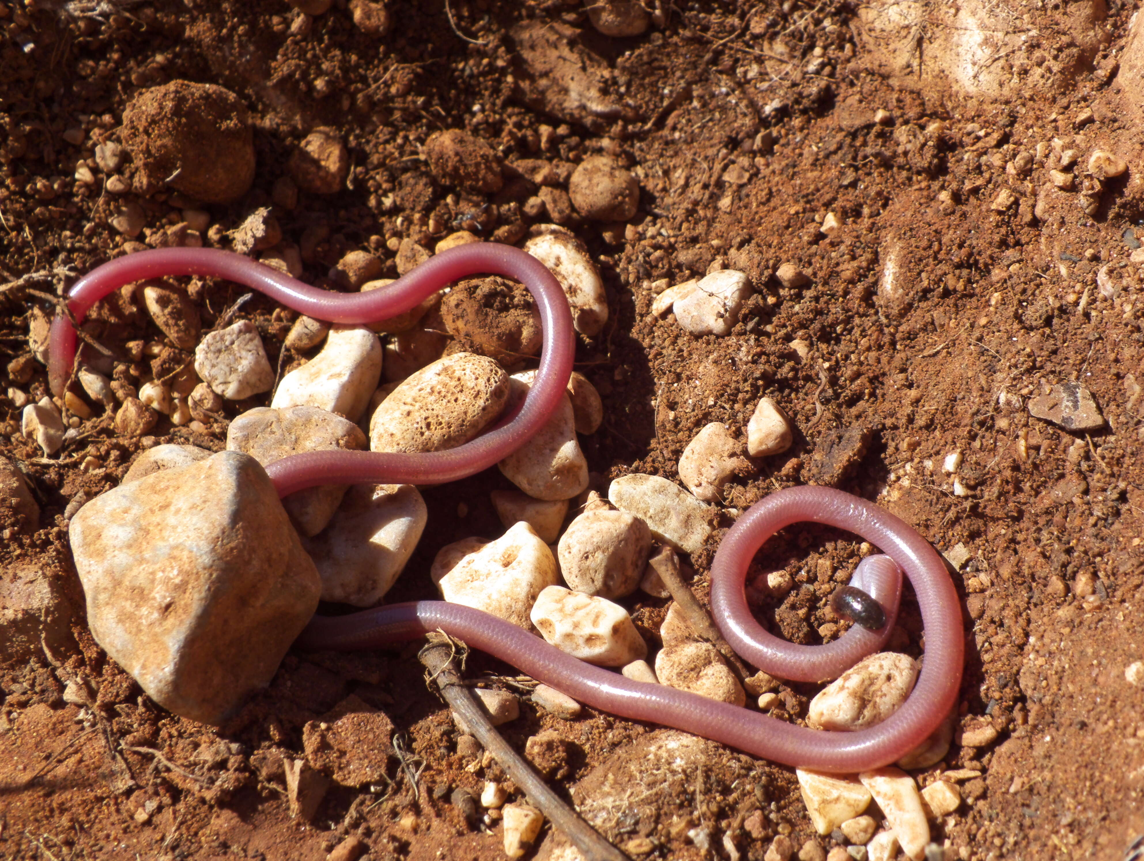 Image of Ramphotyphlops