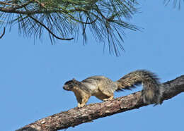 Sivun Sciurus niger shermani Moore 1956 kuva