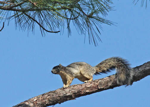 Image of Sherman's fox squirrel