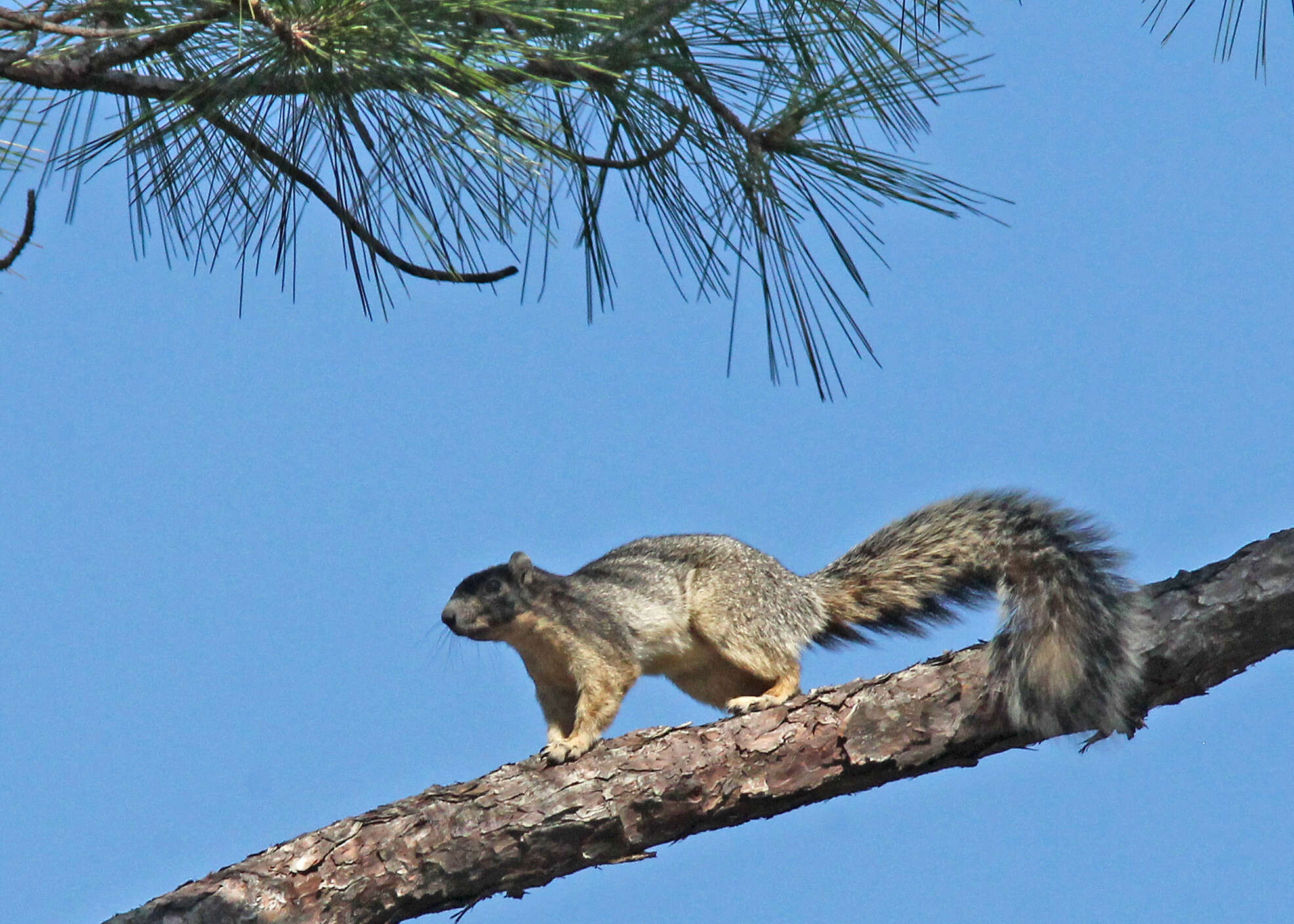Image of Eastern Fox Squirrel