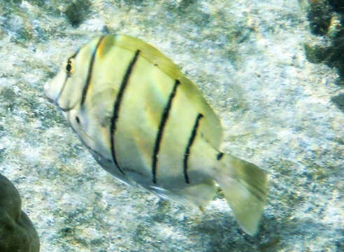 Image of Convict Surgeonfish