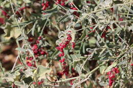 Image of Chenopodium nutans subsp. eremaeum (Paul G. Wilson) S. Fuentes & Borsch