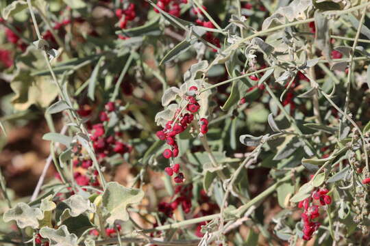 Image of Chenopodium nutans subsp. eremaeum (Paul G. Wilson) S. Fuentes & Borsch