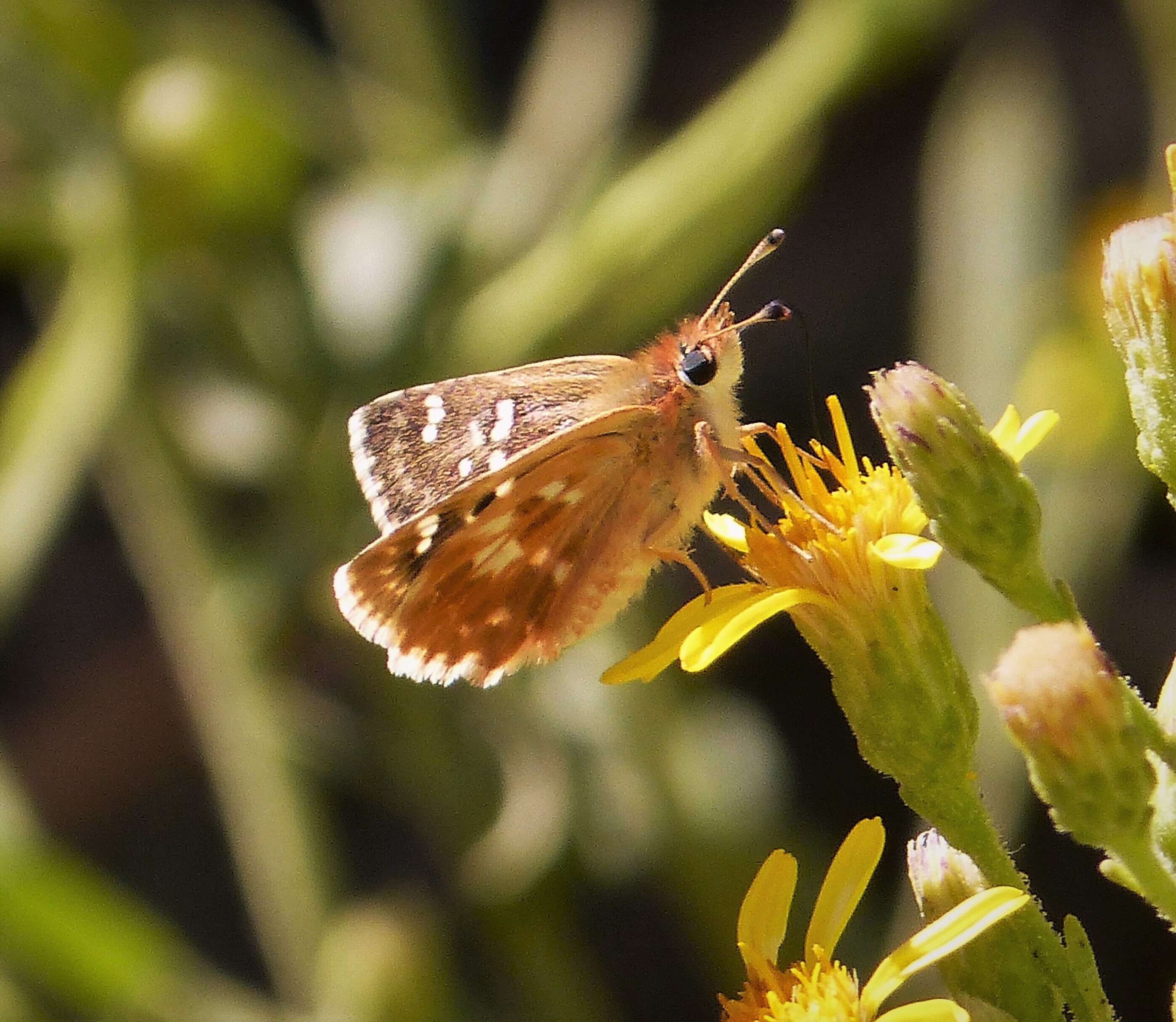 Image of Spialia