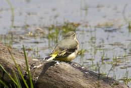 Image of Motacilla Linnaeus 1758