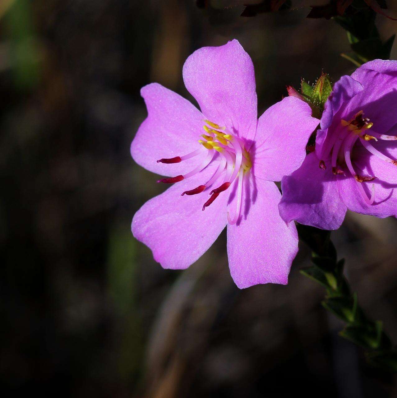 صورة Microlicia viminalis (DC.) Triana