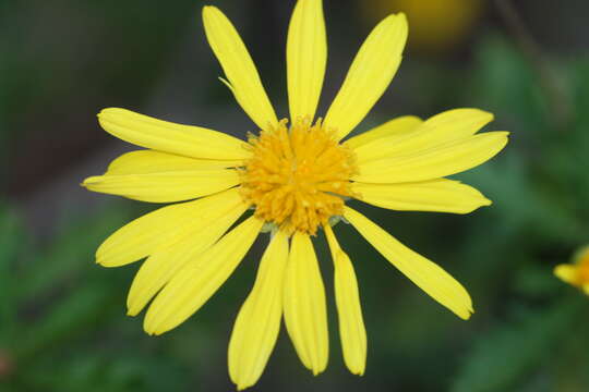 Image of euryops