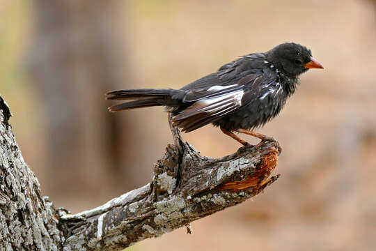 Слика од Bubalornis niger Smith & A 1836