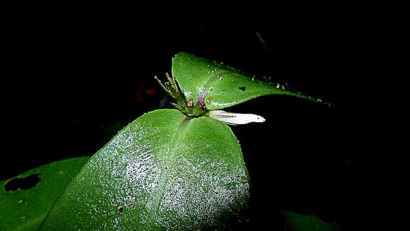 Herpetacanthus resmi