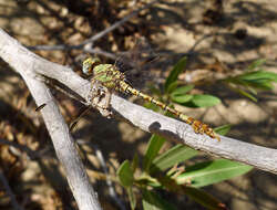 Image of Common Hooktail