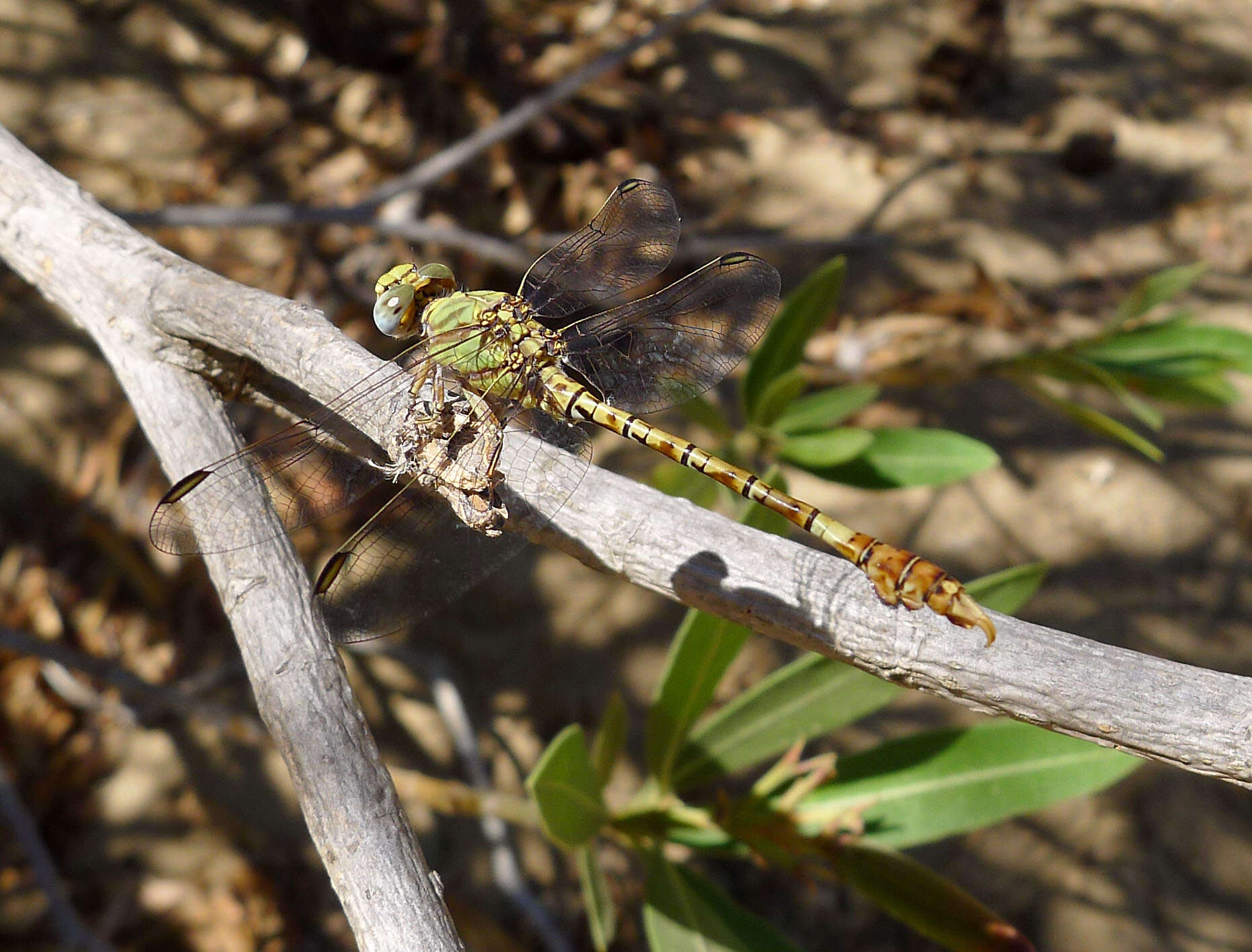 Imagem de Paragomphus genei (Selys 1841)