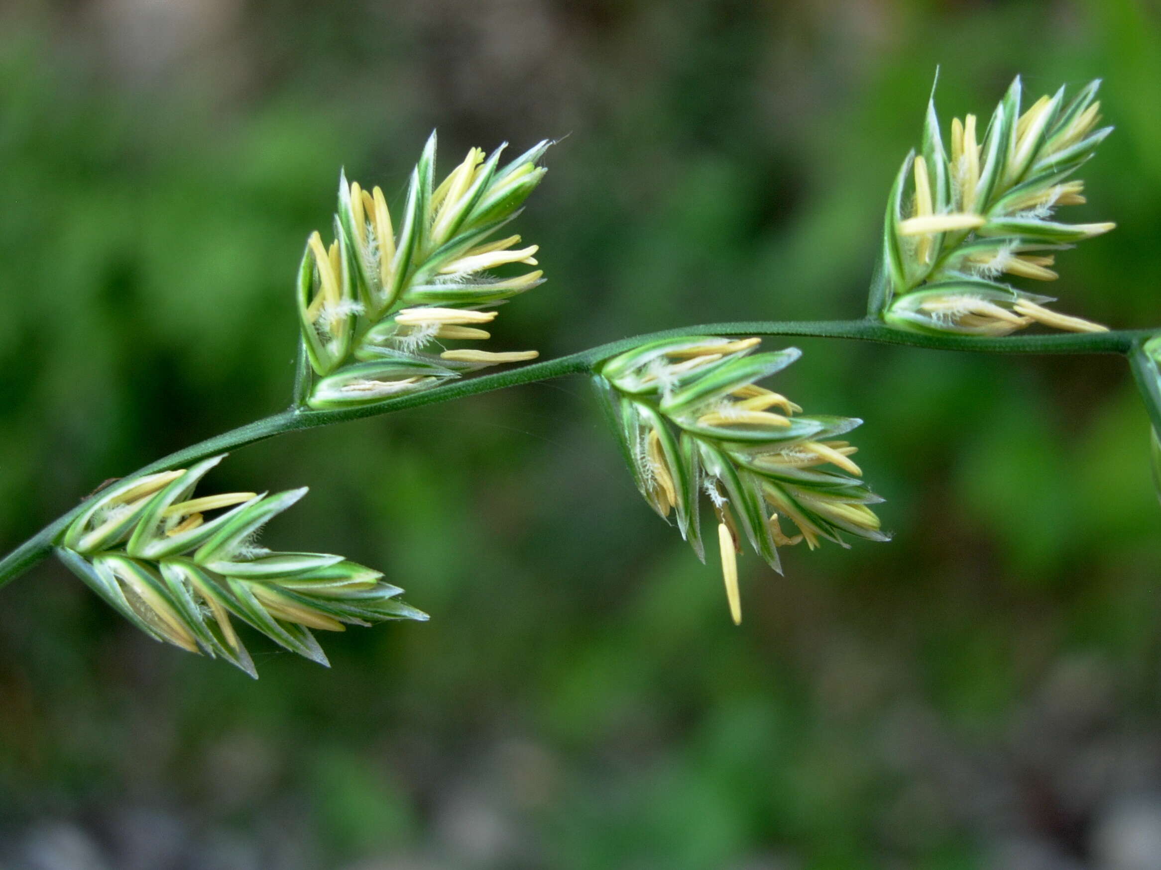 Image of ryegrass