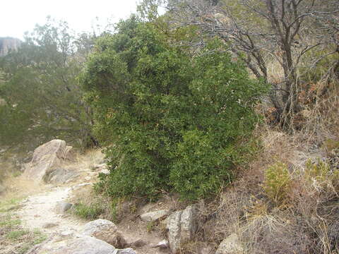 Image de Quercus chrysolepis Liebm.