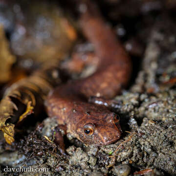 Image of Spring Salamander