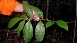 Image of Erythroxylum martii Peyr.