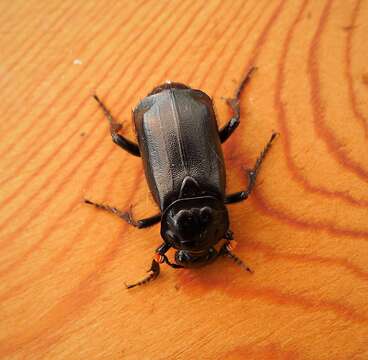 Image of Nicrophorus (Nicrophorus) humator (Gleditsch 1767)