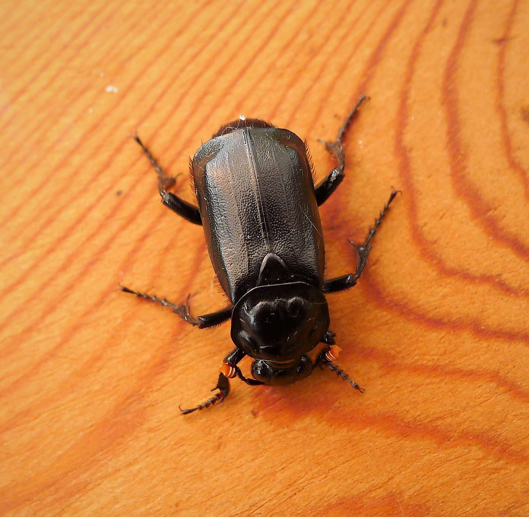 Image of Sexton Beetles