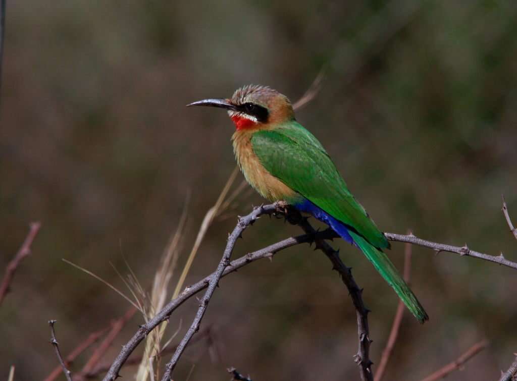 Image of White-fronted Bee-eater