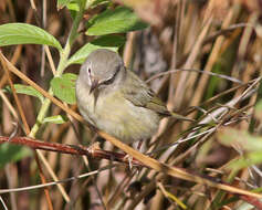 Image of Leiothlypis Sangster 2008