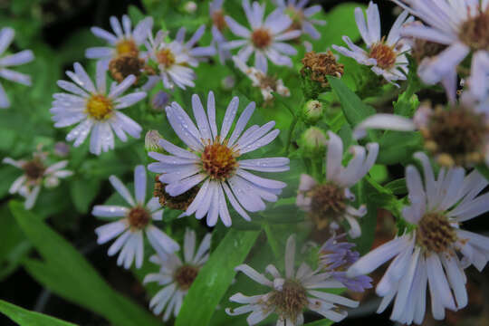 Image of Pacific aster