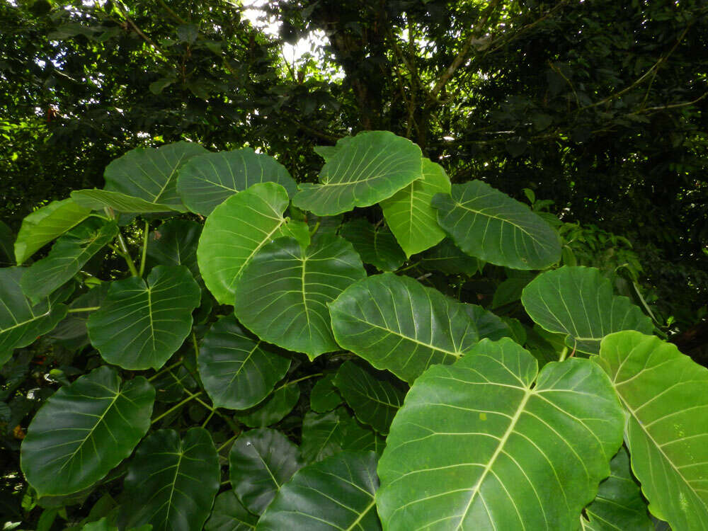 Imagem de Ficus nymphaeifolia Mill.