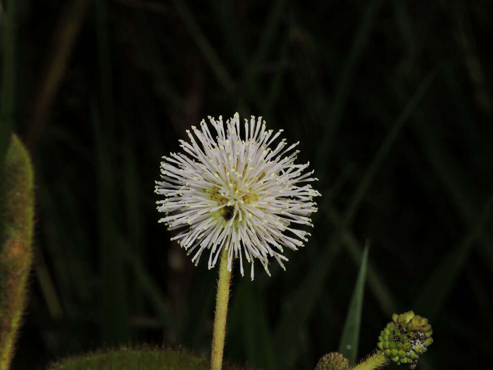 Plancia ëd Mimosa pigra L.