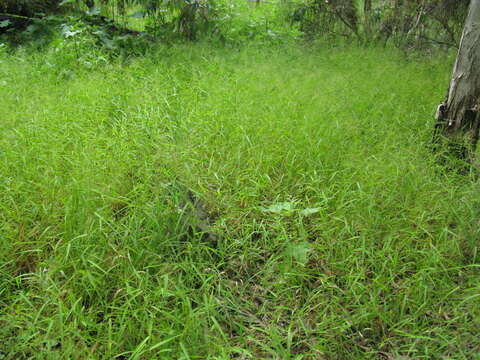 Imagem de Panicum bisulcatum Thunb.