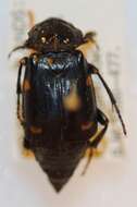 Image of Nicrophorus (Nicrophorus) kieticus Mroczkowski 1959