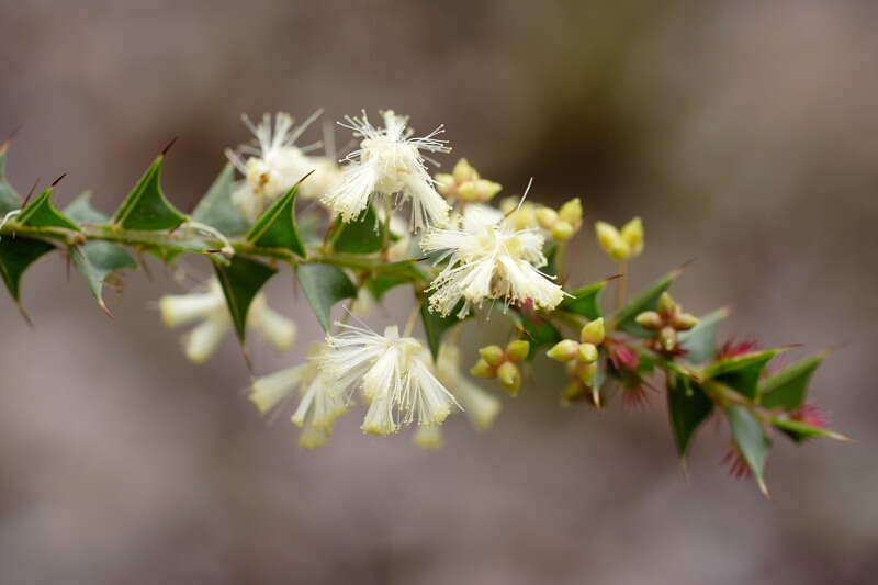 Image of Acacia divergens Benth.