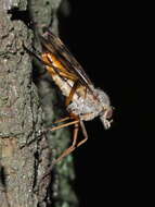 Image of snipe flies