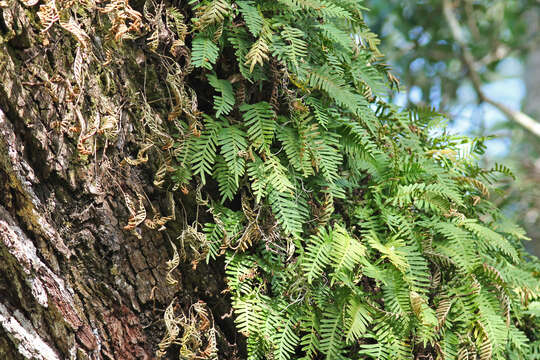 Image de Pleopeltis michauxiana (Weath.) Hickey & Sprunt