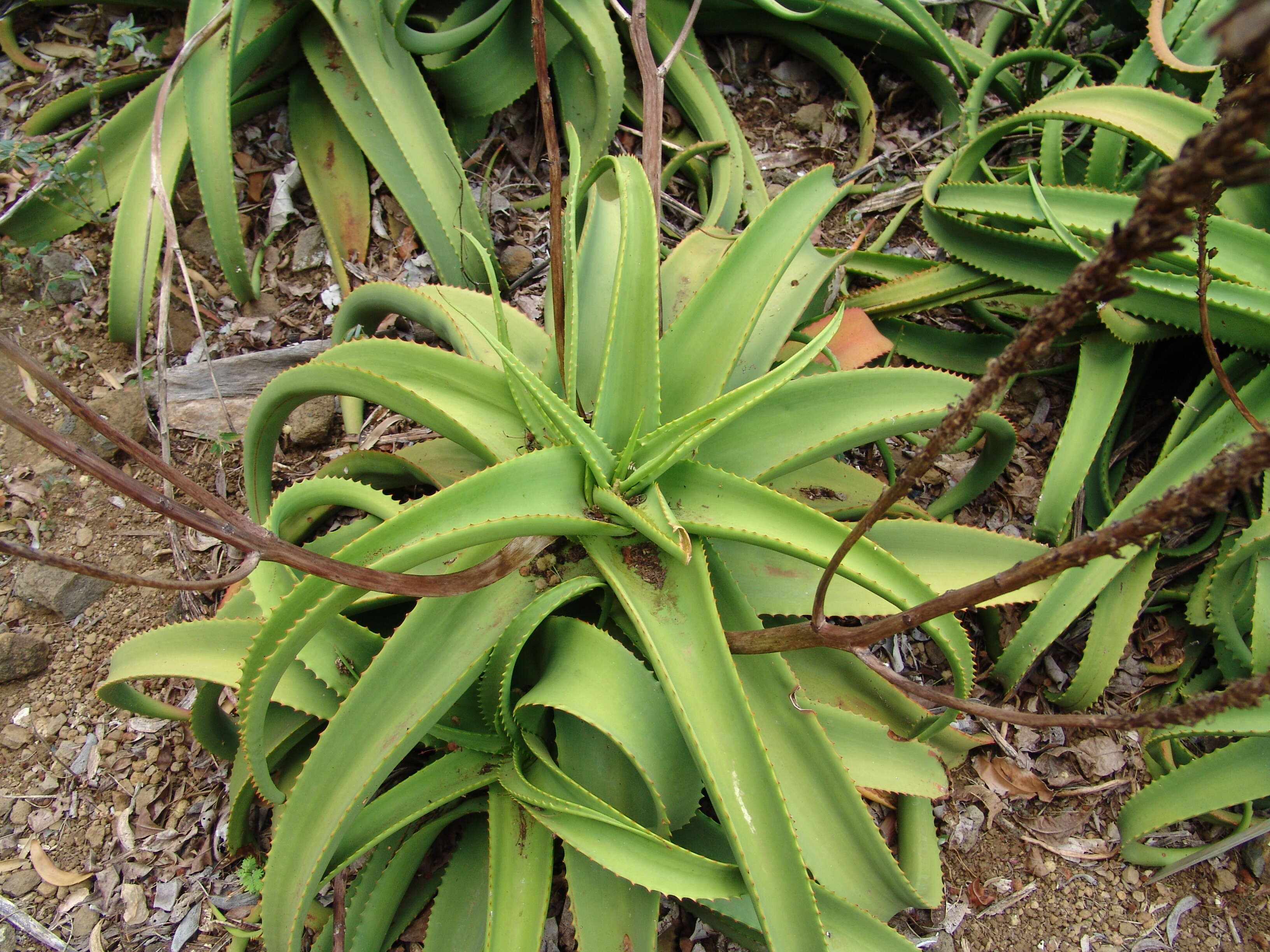 Image of Aloe