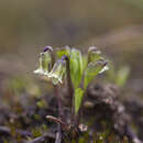 Image of Viola hederacea subsp. cleistogamoides L. Adams