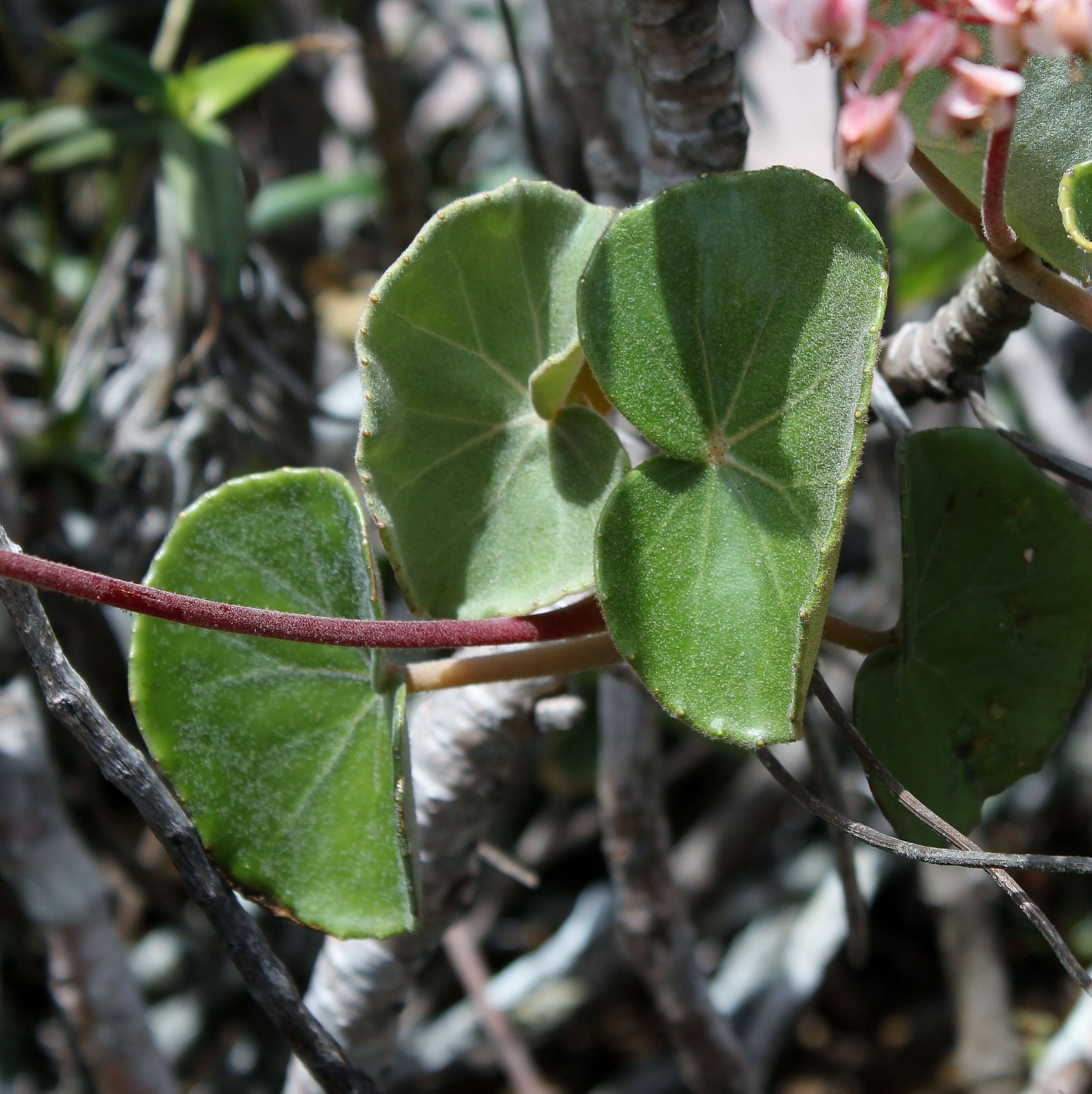 Image of Begonia grisea A. DC.