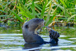 Image of giant otter