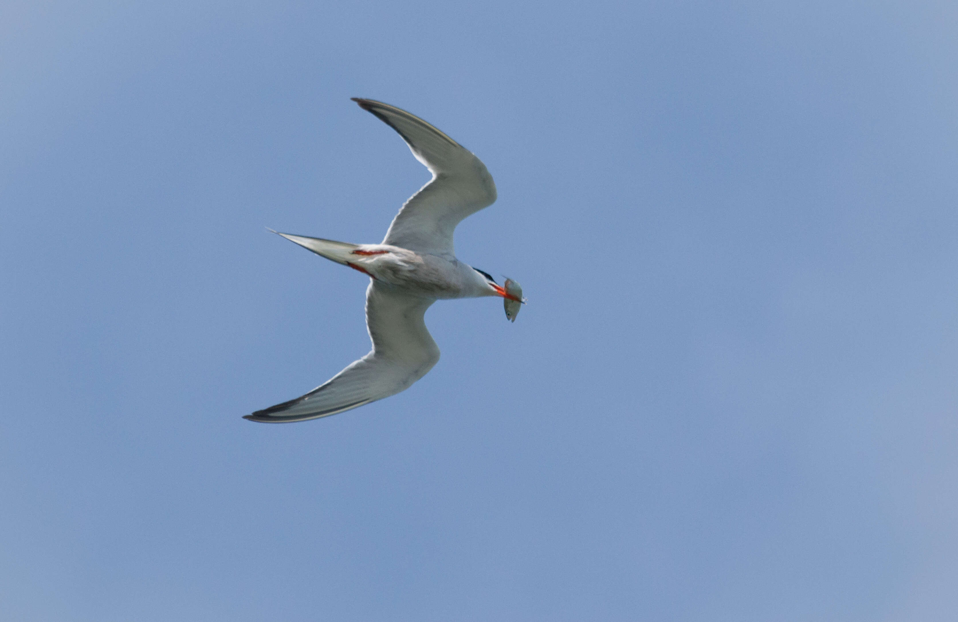 Image of Common Tern