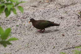 Image of Emerald Dove