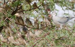 Image of Cape Turtle Dove