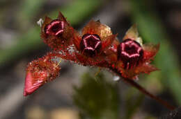 Image of Drosera platystigma Lehm.