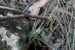 صورة Wahlenbergia luteola P. J. Sm.