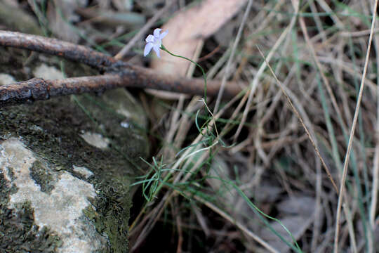 صورة Wahlenbergia luteola P. J. Sm.