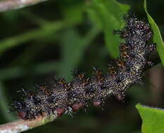 Image of Patches, Checkerspots