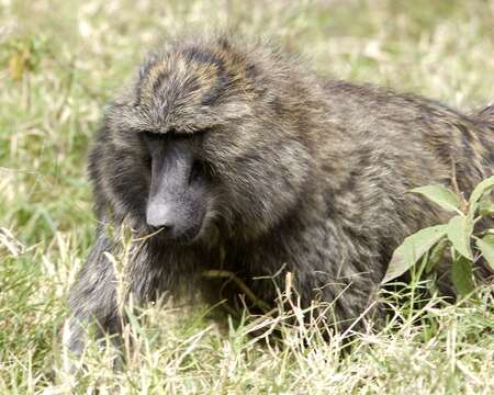 Image of Baboon