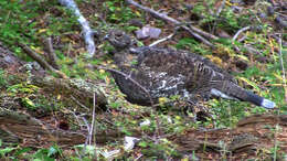 Image of Dendragapus Elliot & DG 1864