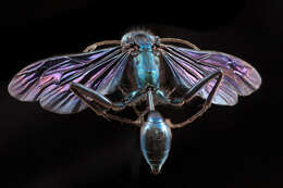 Image of Blue Mud Wasp