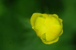 Image of globeflower